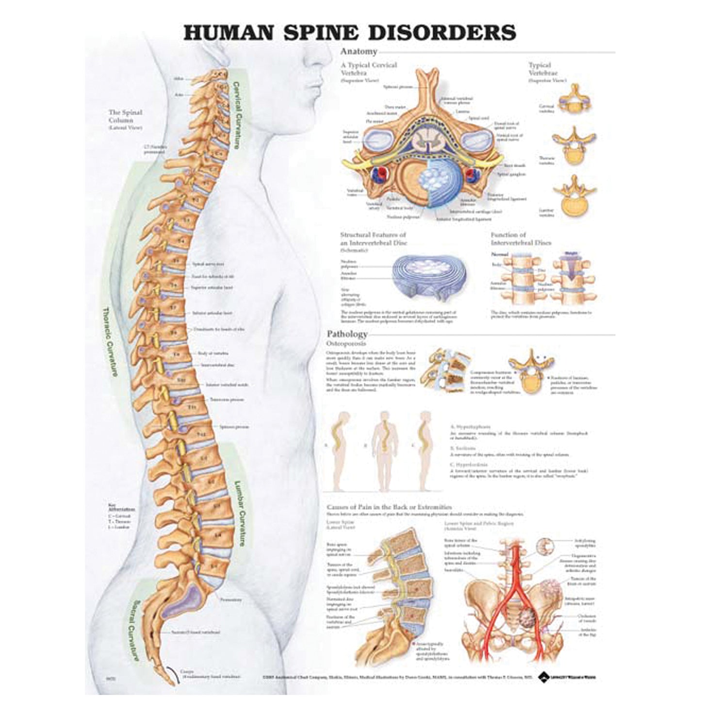 ANATOMICAL CHARTS & POSTERS