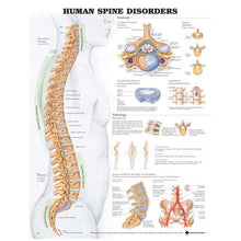 ANATOMICAL CHARTS & POSTERS