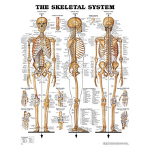 ANATOMICAL CHARTS & POSTERS
