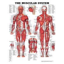 ANATOMICAL CHARTS & POSTERS