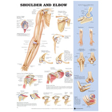 ANATOMICAL CHARTS & POSTERS