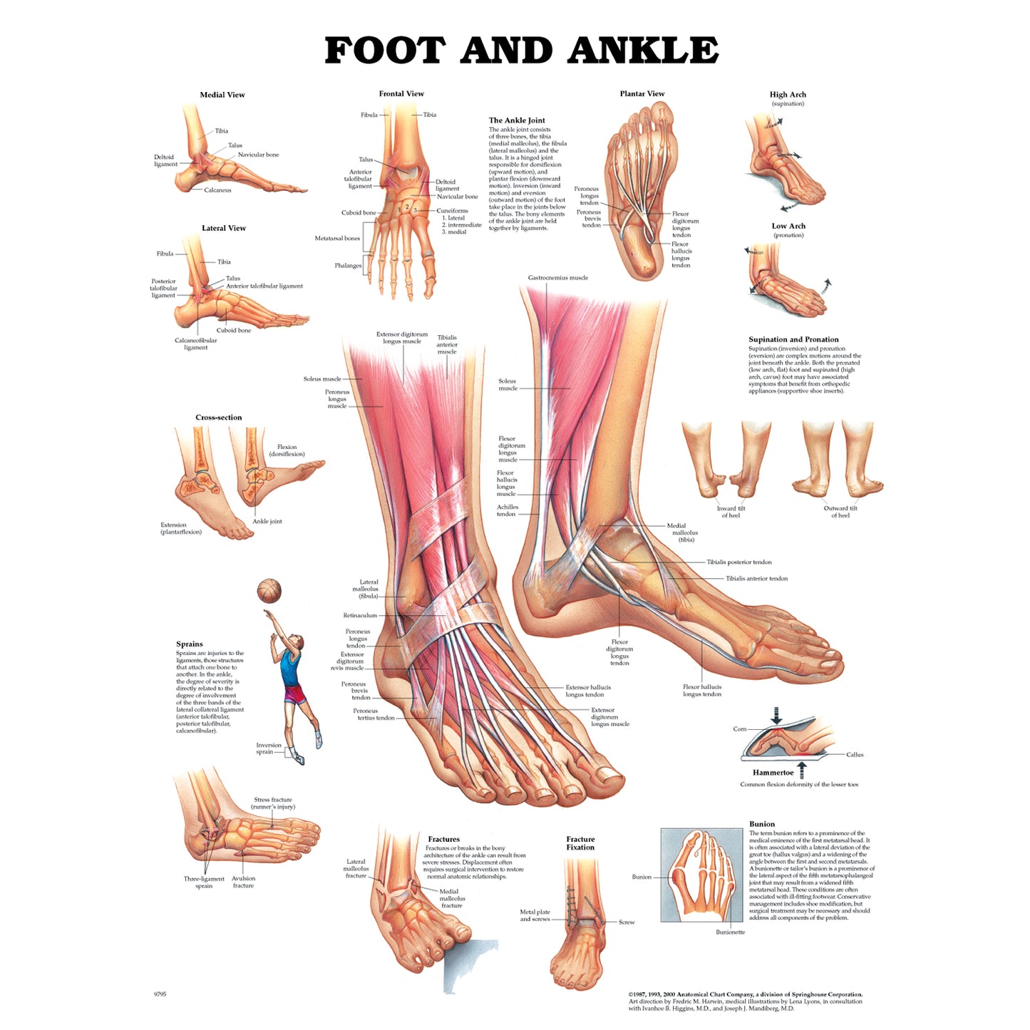 ANATOMICAL CHARTS & POSTERS