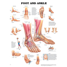 ANATOMICAL CHARTS & POSTERS