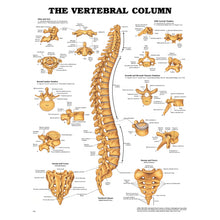 ANATOMICAL CHARTS & POSTERS