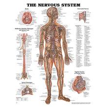 ANATOMICAL CHARTS & POSTERS