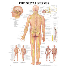 ANATOMICAL CHARTS & POSTERS