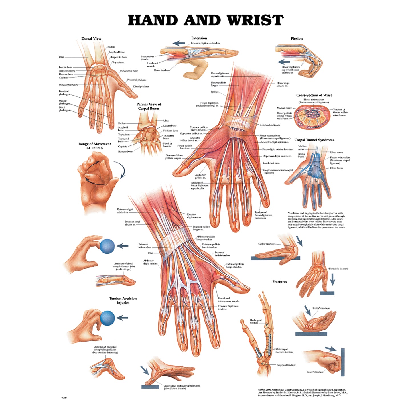 ANATOMICAL CHARTS & POSTERS