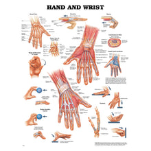 ANATOMICAL CHARTS & POSTERS